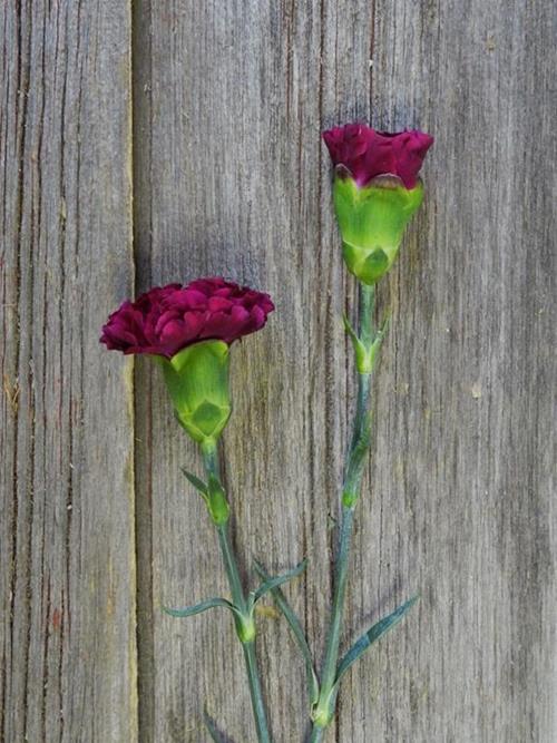 MONSENOR  PURPLE CARNATIONS